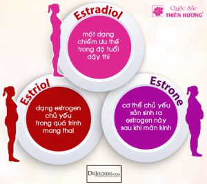 Nội tiết tố nữ là tổng hợp gồm 3 chất estron, estradiol và estriol