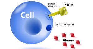 Insulin giúp điều hòa lượng đường trong máu.