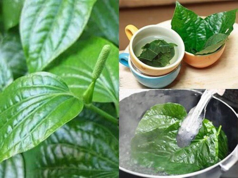 Lá trầu không chứa nhiều chất xơ và các hoạt chất giúp làm mờ nám